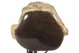 Polished Fossil Mosasaur Vertebra w/ Metal Stand - Texas #335052-3